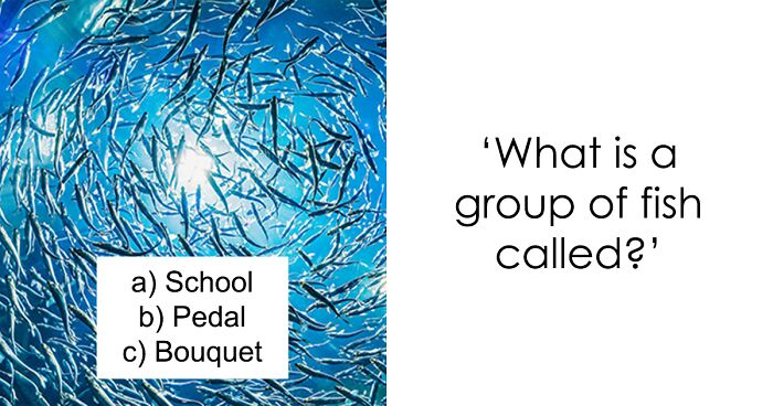 A Group Of Lions Is Called A Pride, But Let’s See If You Can Identify Some Other Animal Group Names With This Trivia