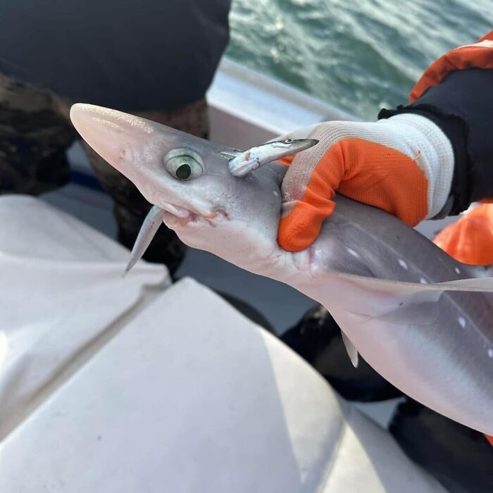 Gloved hand holding a mysterious fish with a pointed nose on a boat, showcasing terrifying nature.