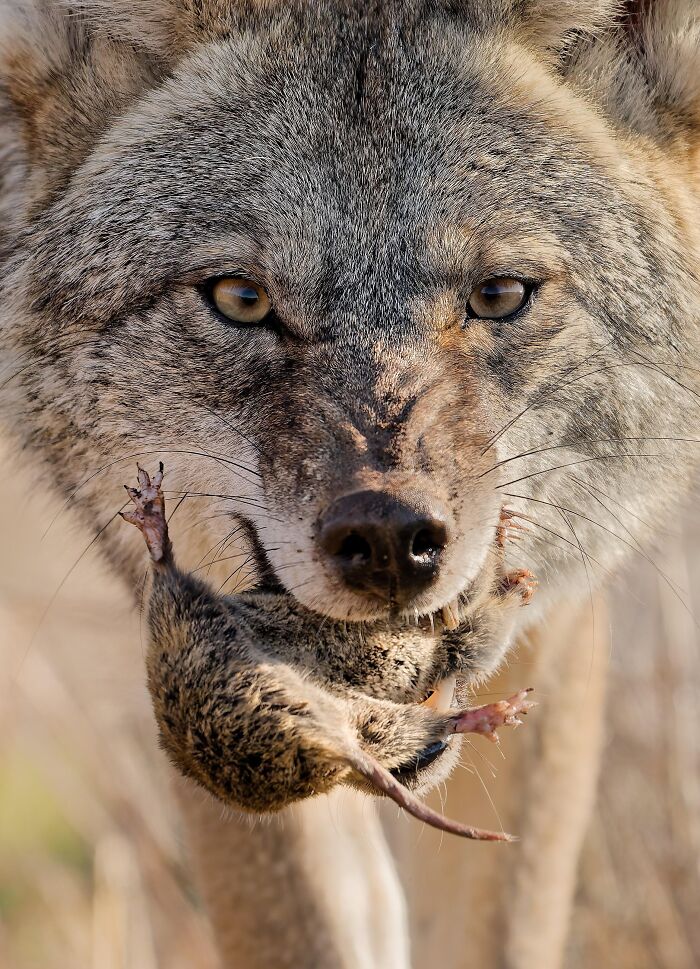 Close-up of a wolf with prey, showcasing terrifying nature in the wild.
