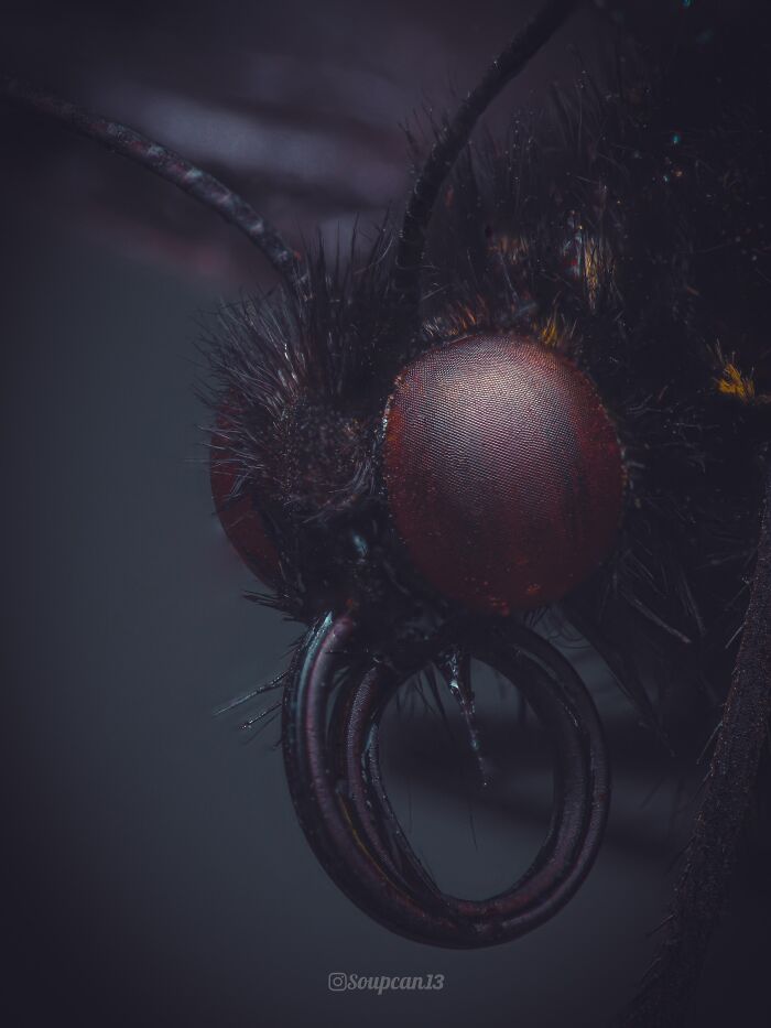 Close-up of an insect's face with dark, textured eyes and antenna, illustrating terrifying aspects of nature.