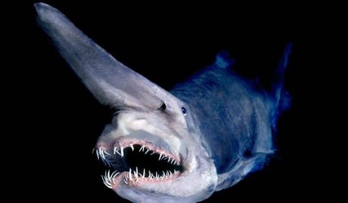 Terrifying nature: close-up of a goblin shark with a long snout and sharp teeth in dark ocean waters.