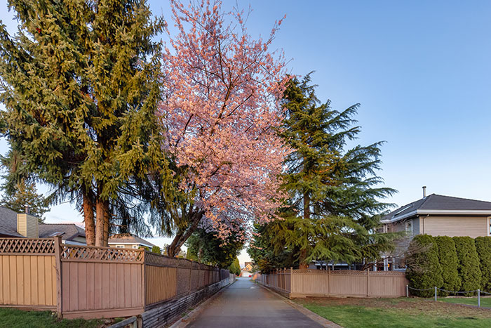 Tree-lined suburban street with fences and a cherry blossom, highlighting a potential neighbor dispute over tree cutting. Tree-lined suburban street with fences and a cherry blossom, highlighting a potential neighbor dispute over tree cutting.