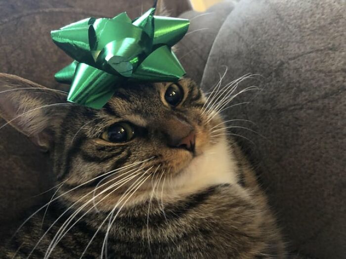 Cat with a shiny green bow on its head, relaxing on a couch.