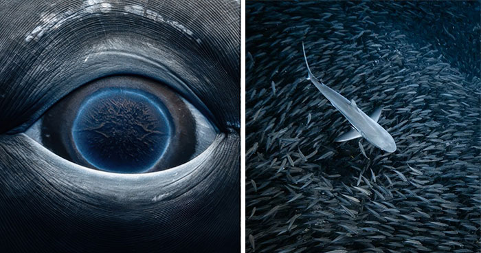 Stunning Underwater Photography Of Marine Life By Rachel Moore (42 Pics)