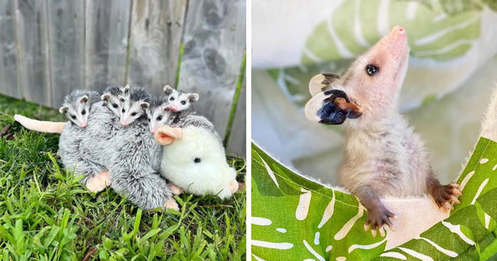 These Baby Opossums Lost Their Mom, But The Rescue Team Found A Beautiful Way To Comfort Them