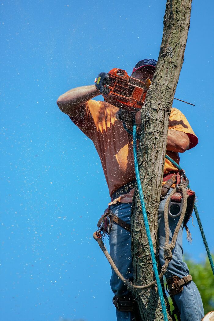 Tree surgeon using a chainsaw while secured with ropes, illustrating survival against all odds.