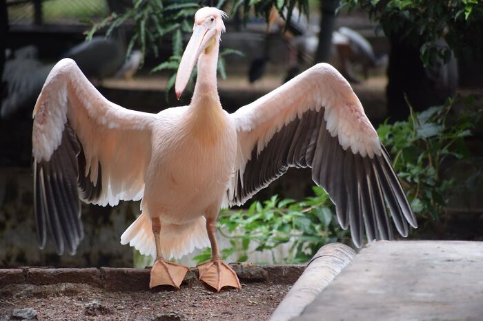 Pelican with wings spread wide, showcasing unusual features in a natural setting.