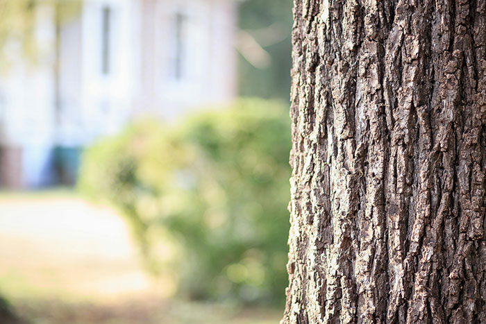 Tree trunk in foreground with blurred house and garden view, highlighting peaceful outdoor scenery. Tree trunk in foreground with blurred house and garden view, highlighting peaceful outdoor scenery.