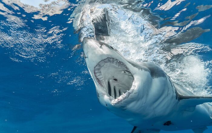 Shark underwater with open mouth, showcasing unusual facts about marine life.