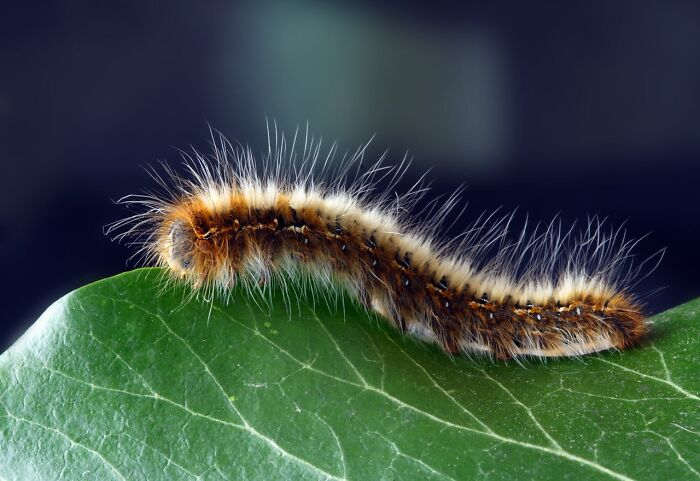 Furry caterpillar on a green leaf, showcasing unusual facts with its vibrant bristles and unique appearance.