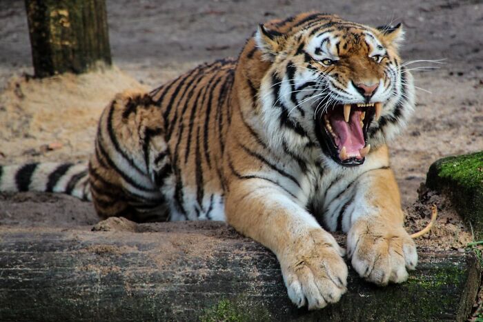 A tiger showing its teeth while lying on a log, highlighting unusual facts about wildlife.