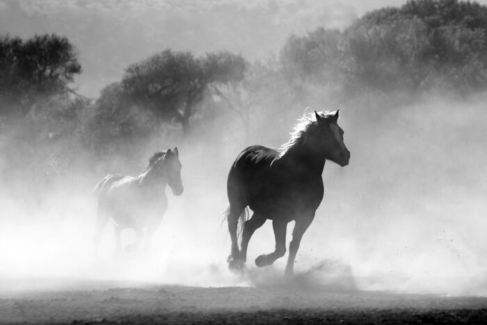 Black and white image of two horses running through a dusty landscape, with trees in the background.