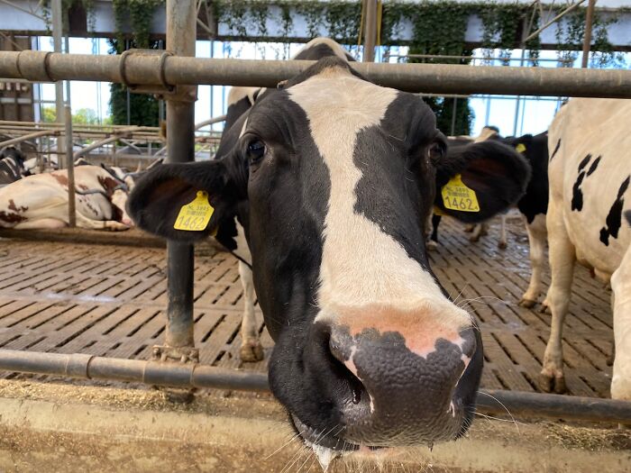 Close-up of a cow in a barn, showcasing an unusual fact about animal behavior.