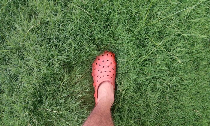 Person wearing an orange Croc shoe standing on lush green grass.