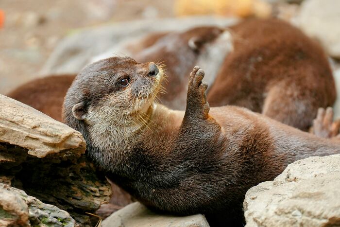 Otter lounging on rocks, showcasing rare everyday behavior, with a relaxed and curious expression.