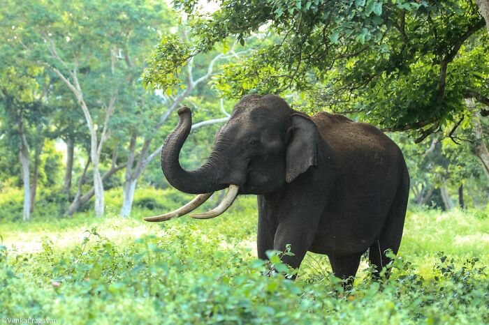 Elephant in a forest, showcasing unusual facts in nature, standing among lush greenery with sunlight filtering through trees.