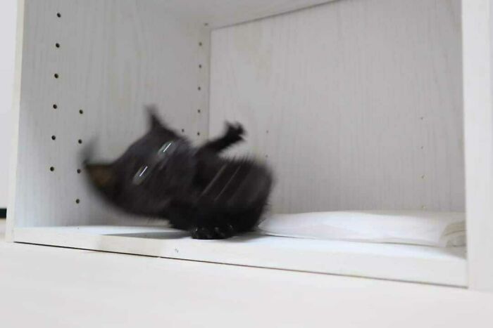 Blurry cat in a playful moment inside a white shelf, capturing a blessed image vibe.
