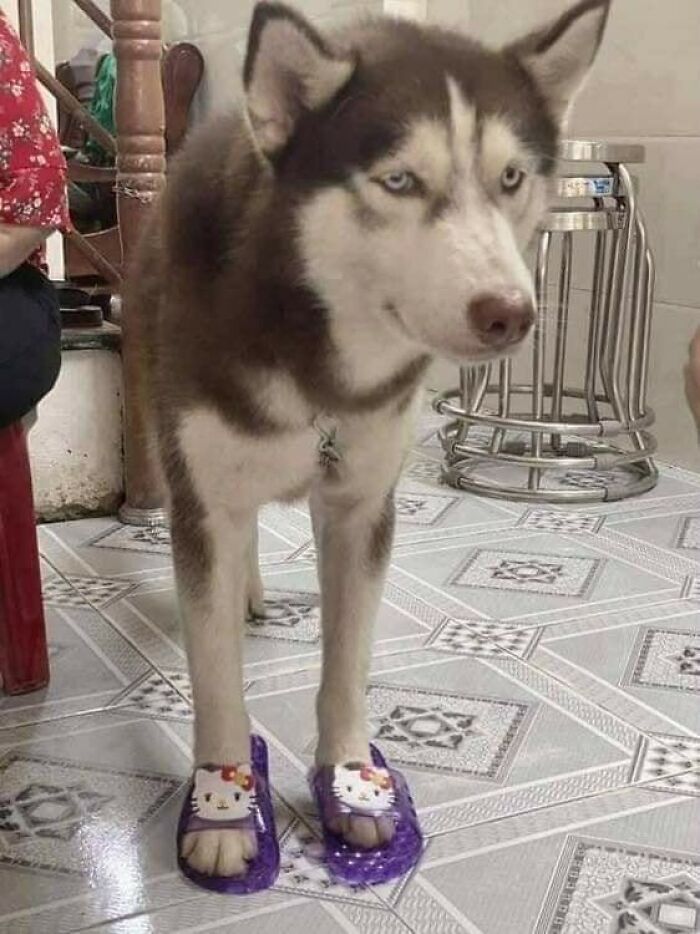 Husky wearing purple Hello Kitty slippers on tiled floor, creating a blessed image with a humorous touch.