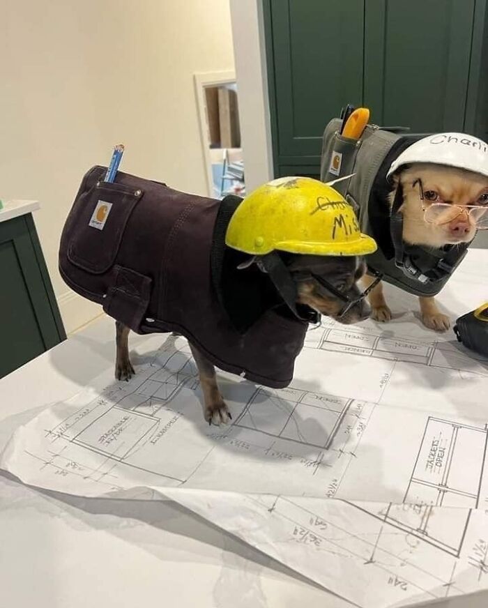 Two small dogs dressed as construction workers standing on blueprints, wearing helmets and jackets, providing a 'blessed image'.
