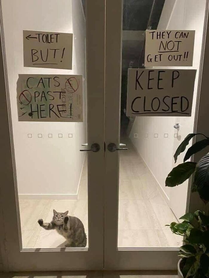 Cat behind glass door with signs saying "Keep Closed" and "Cats No Past Here," creating a humorous blessed image.