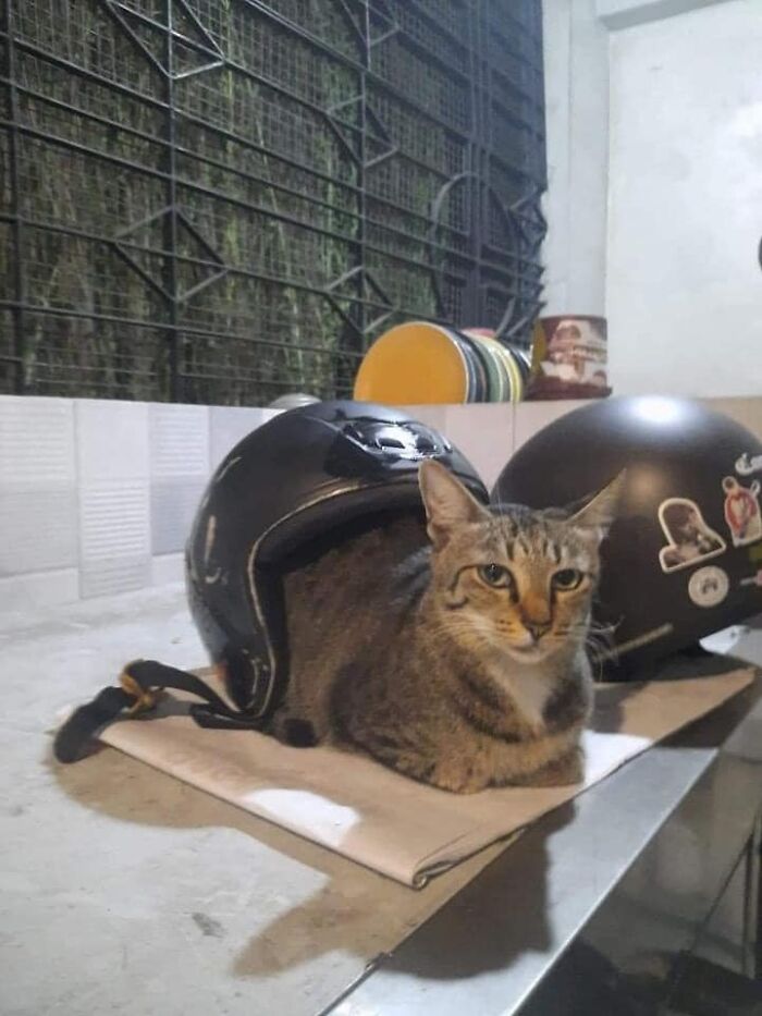 Cat sitting inside a motorcycle helmet, creating a blessed image that could brighten your day.