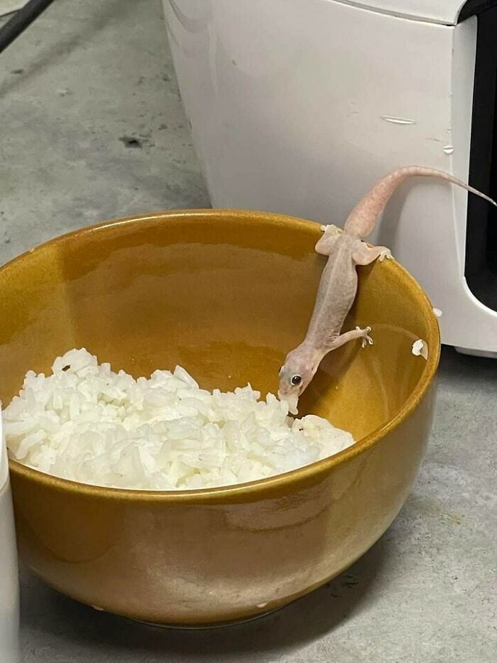 A small gecko curiously peeks into a brown bowl of rice, creating a blessed image.