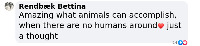 Comment on dogs near Chornobyl showing genetic differences.