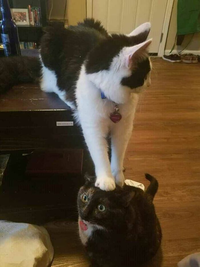 Two cats in a playful pose, with one cat gently placing its paw on the other's head, creating a blessed image moment.