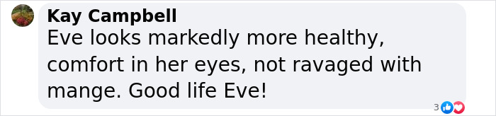 Eve The “Bare Bear” Makes Stunning Transformation Seven Years After Being Found In Dumpster Eve The “Bare Bear” Makes Stunning Transformation Seven Years After Being Found In Dumpster