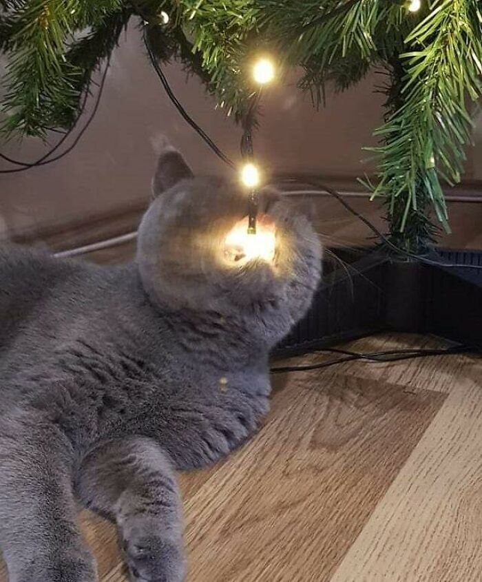 Gray cat playfully looking at Christmas lights under a tree, creating a blessed image.