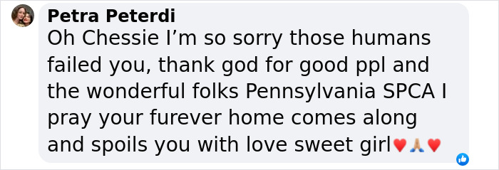 Comment expressing sympathy and hope for a 12-year-old pup rescued from hellish conditions, awaiting adoption. Comment expressing sympathy and hope for a 12-year-old pup rescued from hellish conditions, awaiting adoption.