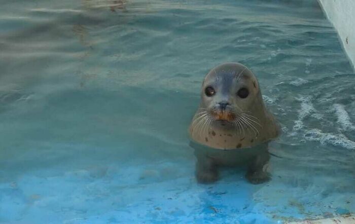 Cute seal pup in a pool, one of the blessed images that may brighten your day.