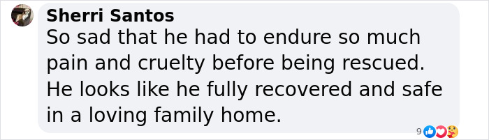 Sherri Santos expresses happiness for Goulash's recovery and rescue, noting his past pain and current safety.