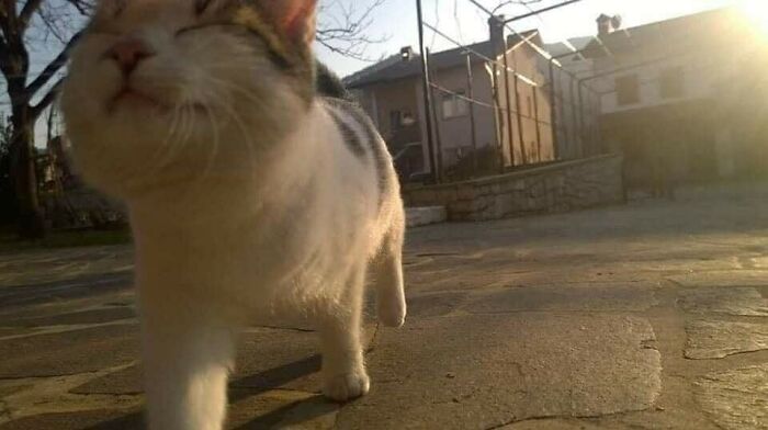 Cat walking confidently in the sunlight, showcasing a blessed image and bringing joy to the day.