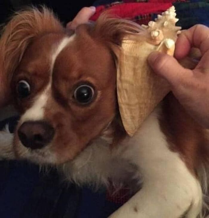 Dog looking surprised with a seashell held to its ear, creating a humorous and blessed image.