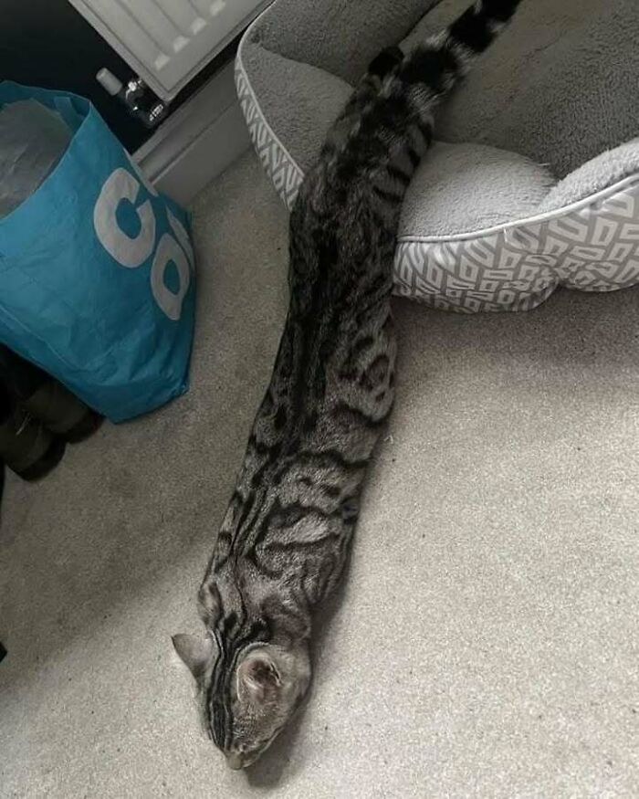 Cat stretched out on the carpet, partially in bed—a blessed image to brighten your day.