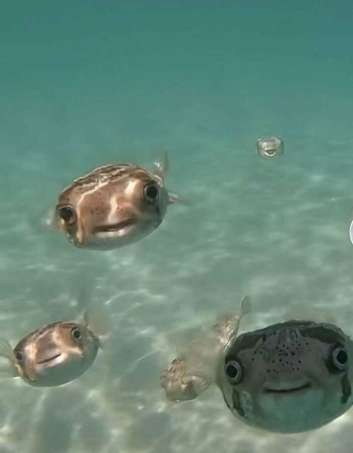 Pufferfish underwater, showcasing cute expressions that might brighten your day.