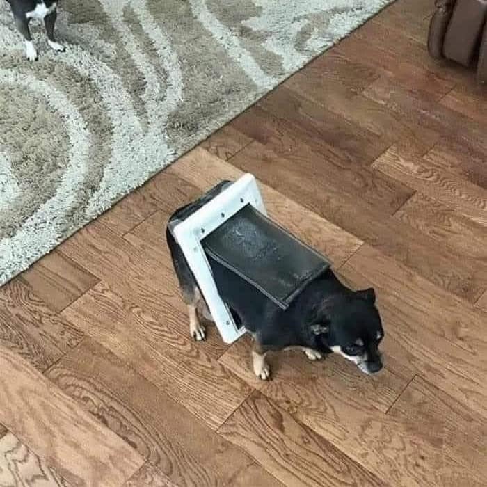 Dog humorously stuck in cat door on wooden floor, showcasing a funny blessed image.
