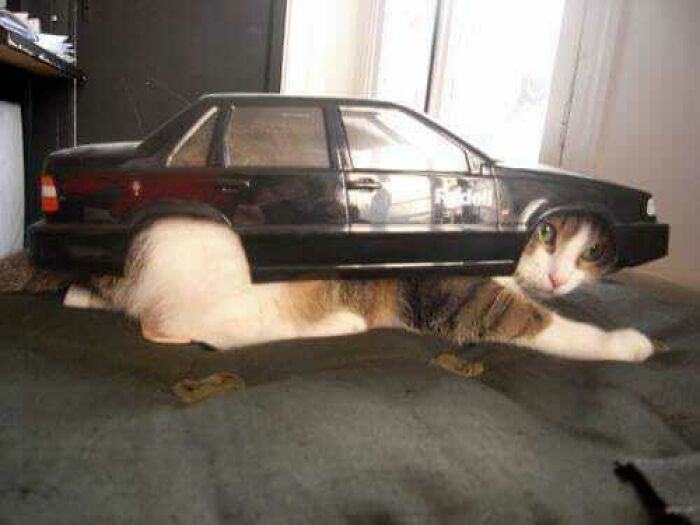 Cat humorously fitting into a toy car, creating a blessed image that brightens the day.
