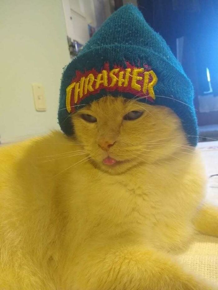 Cat wearing a "Thrasher" beanie, amusingly sticking out its tongue, creating a blessed image for a positive mood boost.