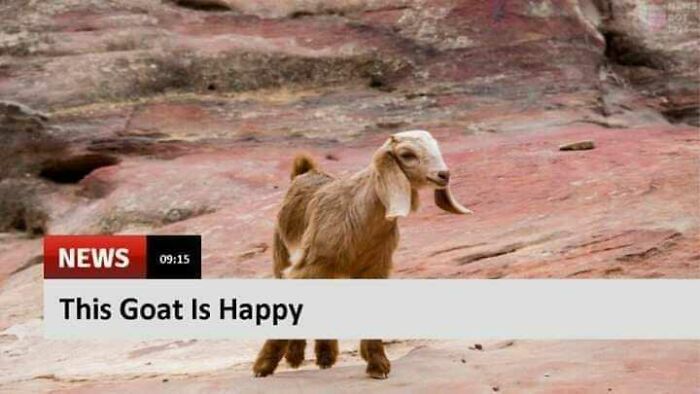 Happy goat in rocky landscape with news banner, showcasing a blessed image that may brighten your day.
