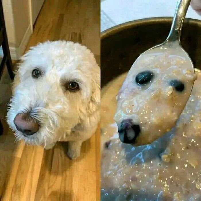 White fluffy dog next to a spoonful of porridge resembling its face, capturing a humorous blessed image.