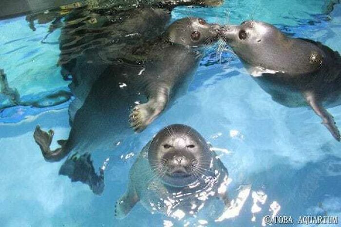 Seals swimming playfully in clear water at an aquarium.