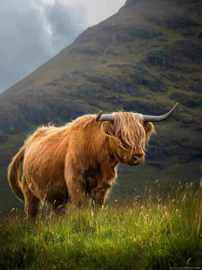 Highland cow standing in a grassy field with misty Scottish mountains in the background, representing Scotland's essence.