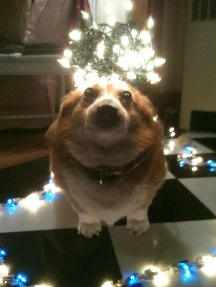 Corgi surrounded by glowing fairy lights, creating a blessed image that brightens the day.