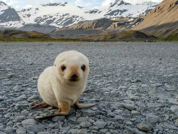 Adorable seal pup on rocky shore with snowy mountains; a truly blessed image for brightening your day.