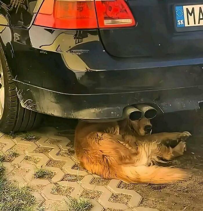 Dog lounging under a car, using the exhaust as sunglasses, creating a blessed image that might brighten your day.