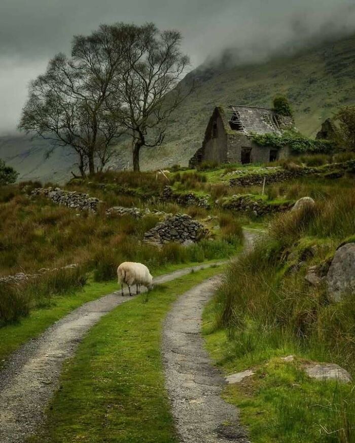 A sheep on a lush green path in Scotland, next to an old stone cottage and tree under cloudy skies.