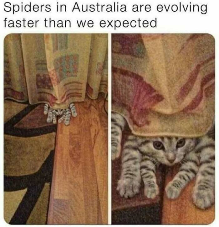 Cat hiding under a curtain with paws visible, mimicking a spider, illustrating humor in science memes.