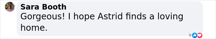 Social media comment expressing hope for a rescued dog to find a loving home. Social media comment expressing hope for a rescued dog to find a loving home.